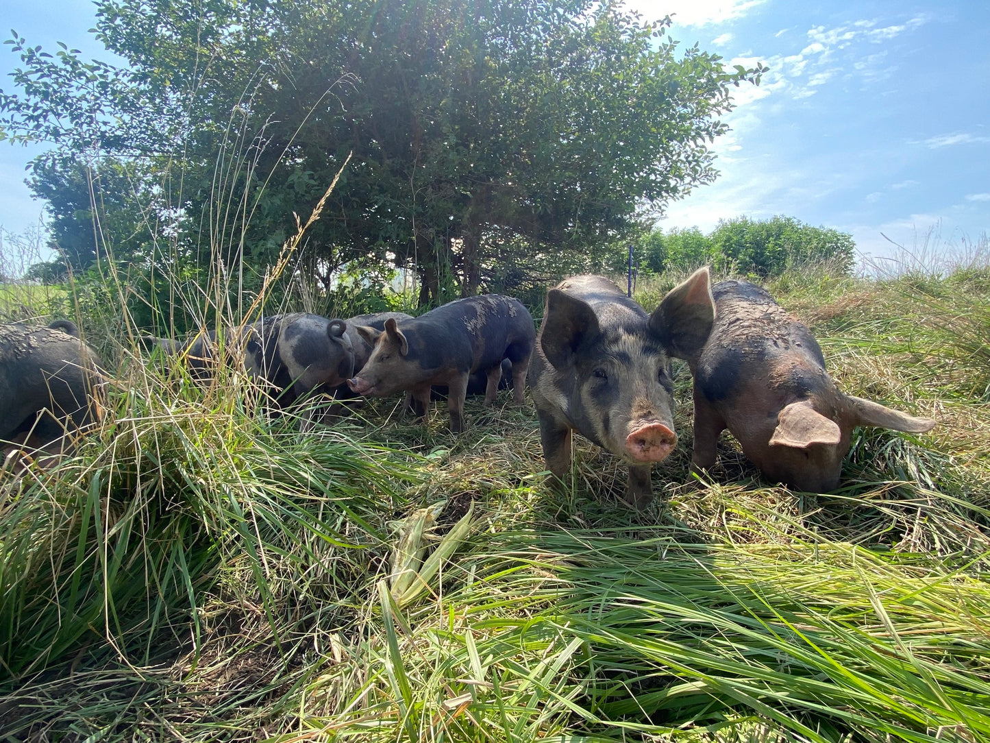 Pork – Ham Hocks (Pasture-Raised, Non-GMO Fed)