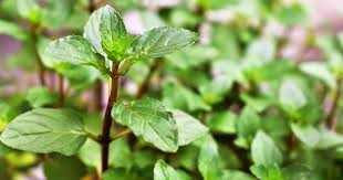 Mint - Chocolate Mint - 1 oz.