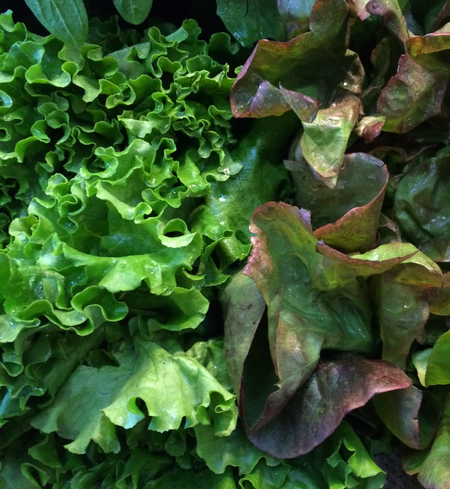Salad Spring Mix Blend