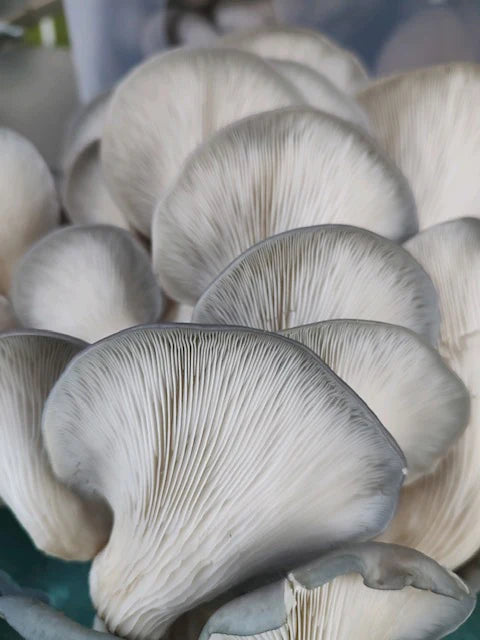 Mushrooms, Blue Oyster