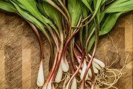 Ramps (Wild Leeks)