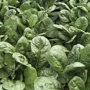 Spinach - 8 oz.