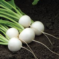 Turnips - Hakurei