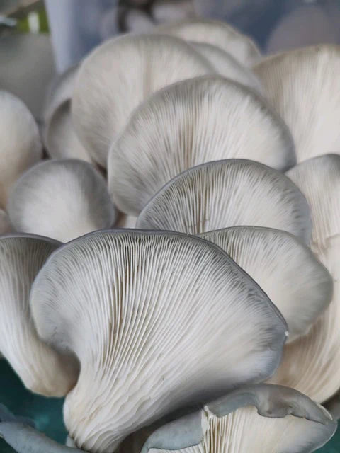Mushrooms