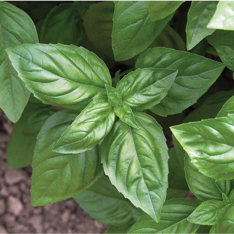 Herbs
