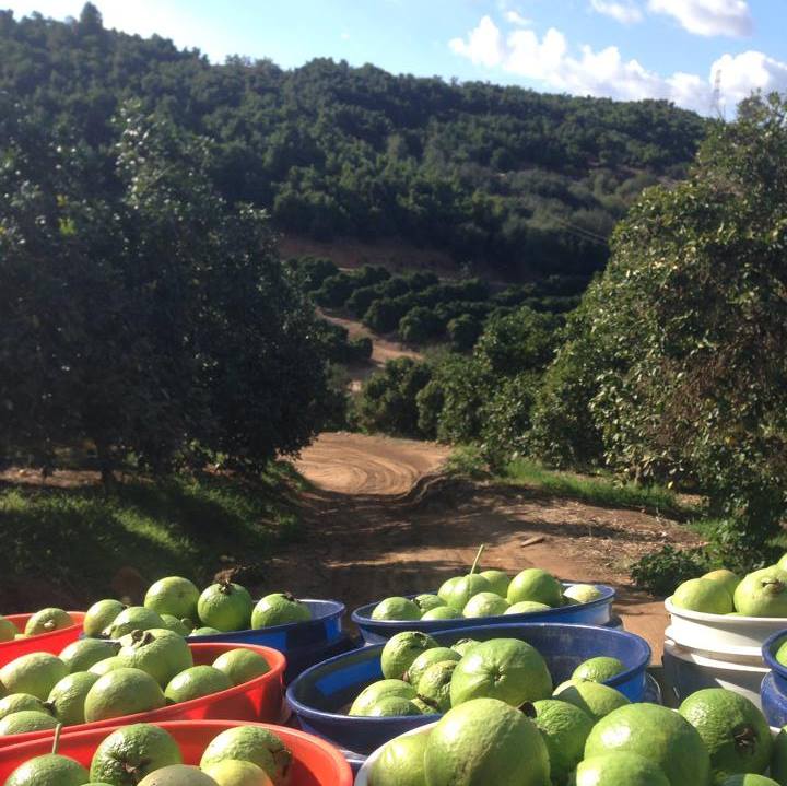 San Gabriel Ranch