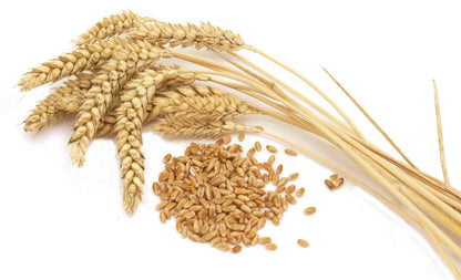 Organic KAMUT® Wheat Berries