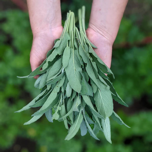 Sage - Green, 1 oz.