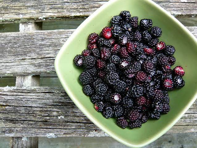 Black Raspberries