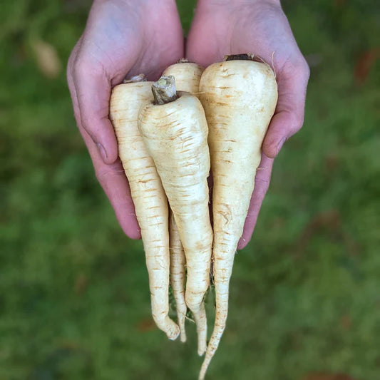 Parsnips