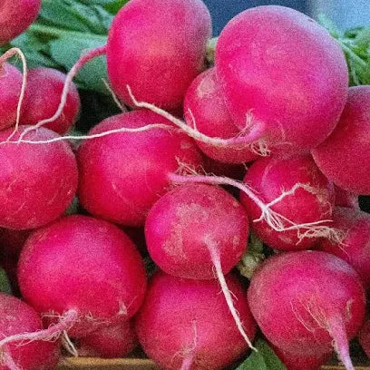 Radishes – German Giant