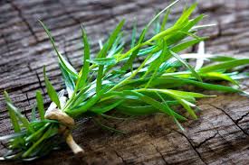 French Tarragon