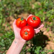Tomatoes - Red Slicing