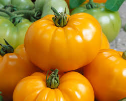 Tomatoes - Yellow Slicing
